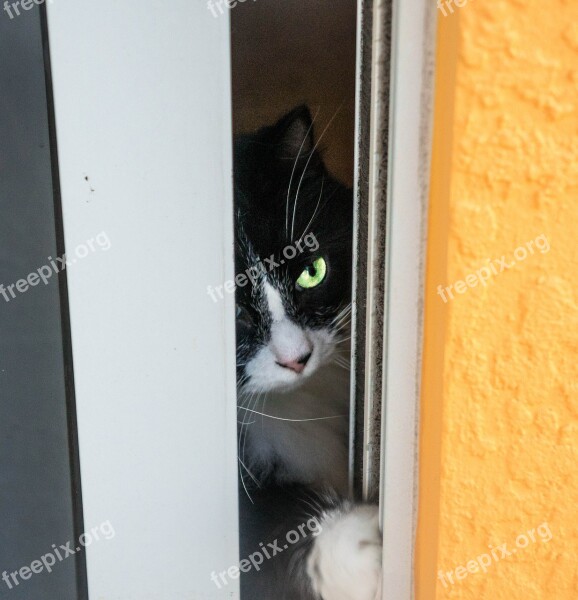 Cat Playful Cute Domestic Feline