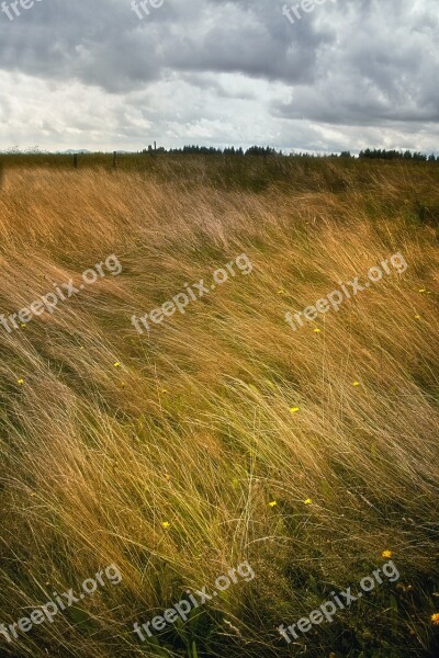 Landscape Grass Windy Clouds Storm Mood