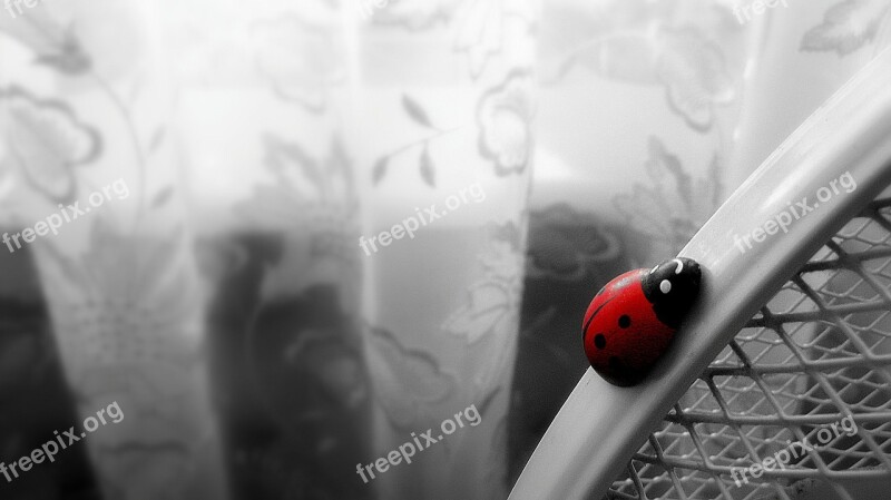 Ladybird White Insect Red Black