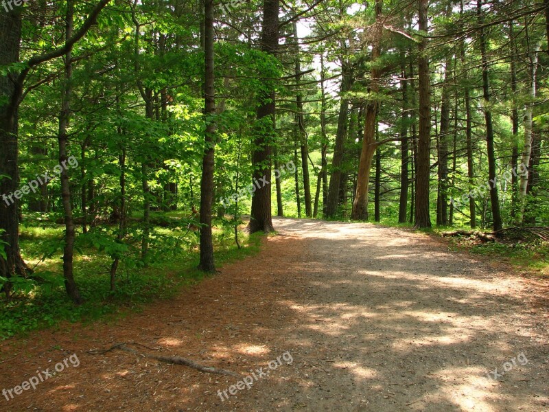 Trail Path Trees Hiking Park