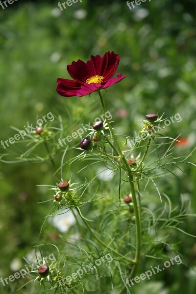 Cosmos Red Flower Floral Country