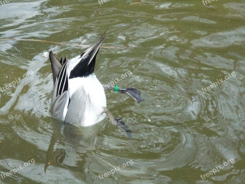 Duck Water Tail Water Bird Bird