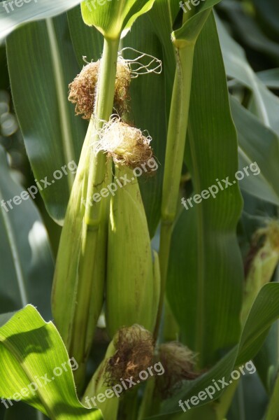 Corn On The Cob Fodder Maize Corn Plant Corn Plant