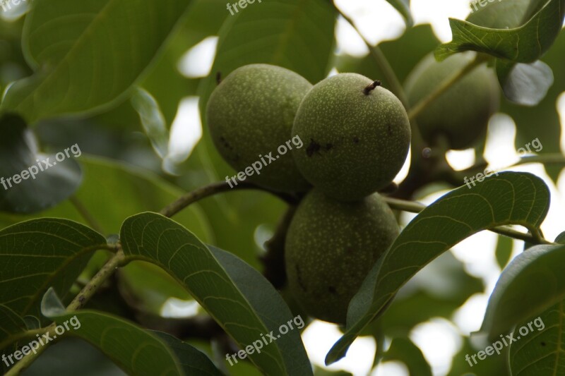 Walnut Green Fruit Fresh Healthy