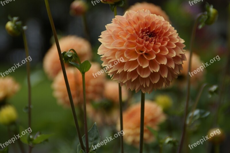 Dahlia Orange Garden Cottage Garden Close Up