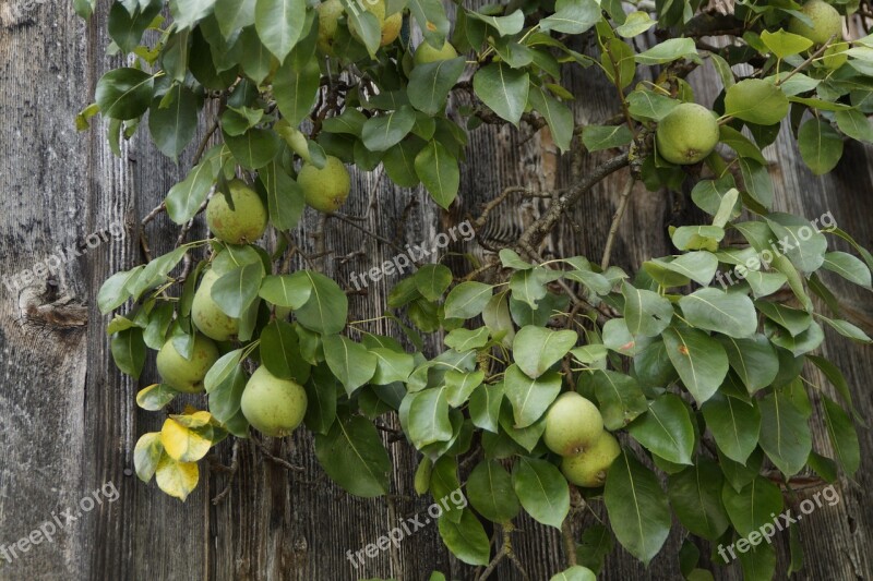 Pear Pears Wooden Wall Farmhouse Fruit