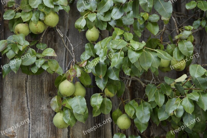 Pear Pears Wooden Wall Farmhouse Fruit