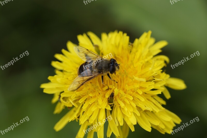 Bee Close Up Dandelion Foraging Pollination