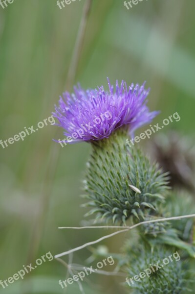 Thistle Purple Violet Flower Blossom