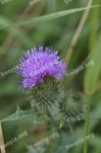 Thistle Purple Violet Flower Blossom