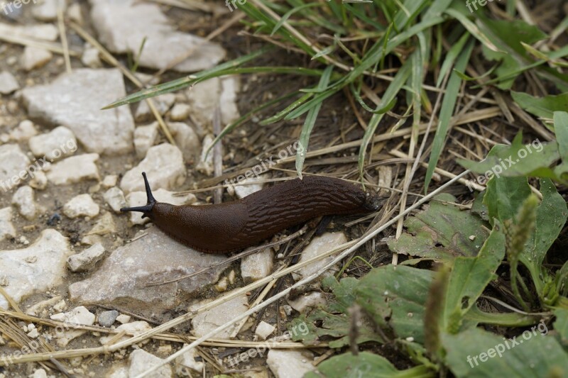 Slug Snail Crawl Away Slowly