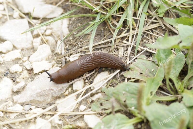 Slug Snail Crawl Away Slowly