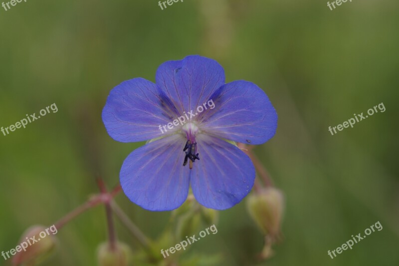 Cranesbill Blue Bright Summer Blue Stork Beak