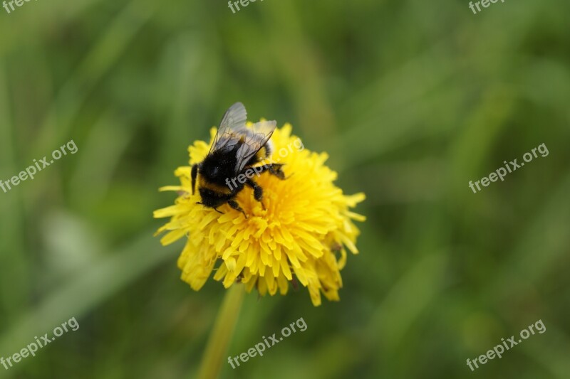 Hummel Dandelion Blossom Bloom Insect