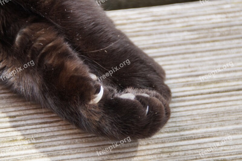 Paw Cat Paw Foot Cat's Paw Ten