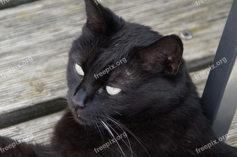 Cat Black Head Domestic Cat Black Cat