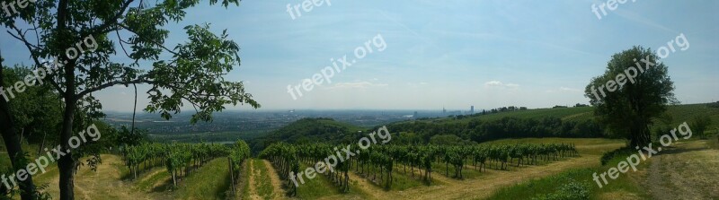 Vineyard Vienna Panorama Summer Kahlenberg