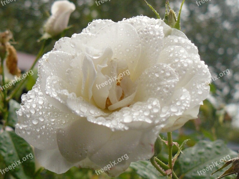 Flower Rose Rain White Rose Bloom