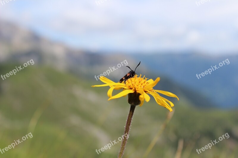 Six Moth Burnet Arnica Flower Insect