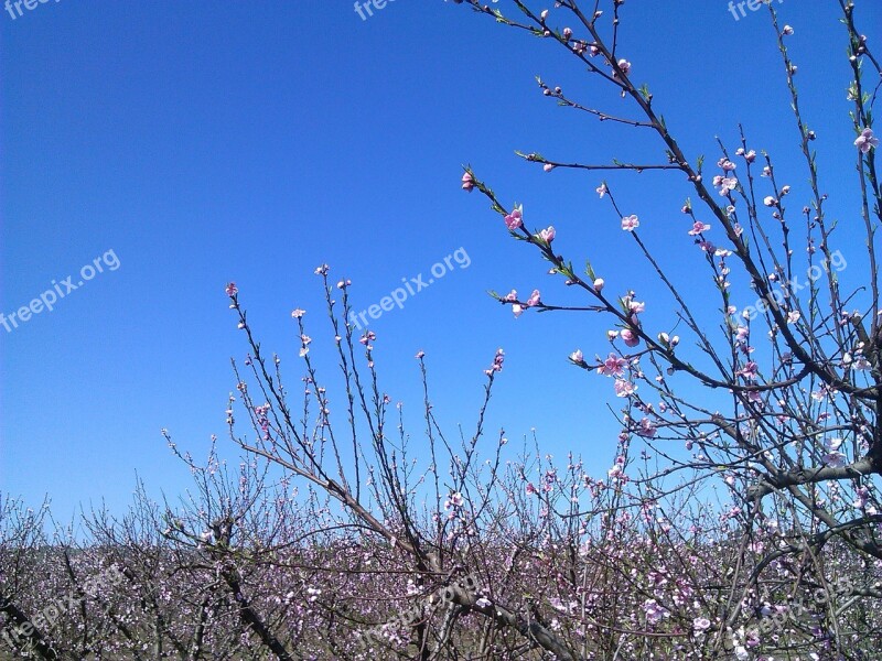 Peach Tree Tree Flowers Spring Nature