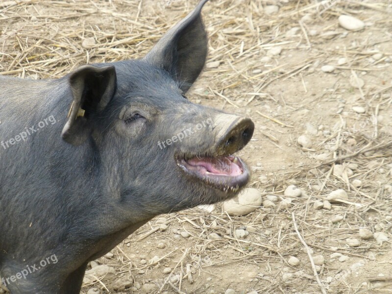 Pig Farm Animal Black Oink