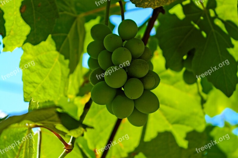 Grapes Sour Grapes Vineyard Bunch Fruit