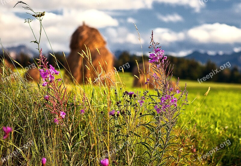 Flowers Wildflowers Haymaking Harvest The Background Meadow