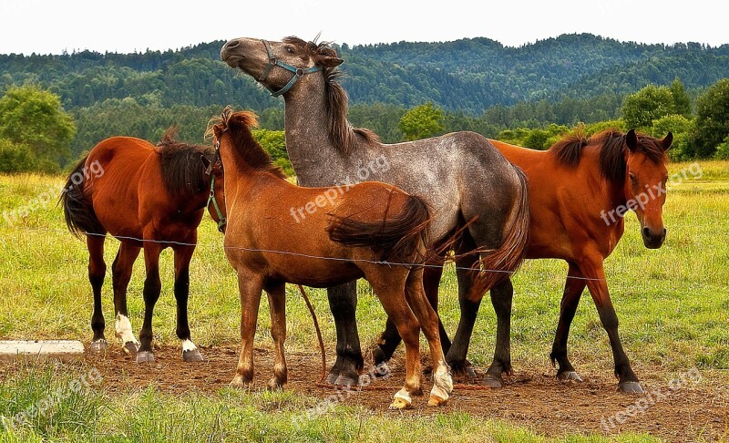 Horses Pasture Land Grass Meadow Animal