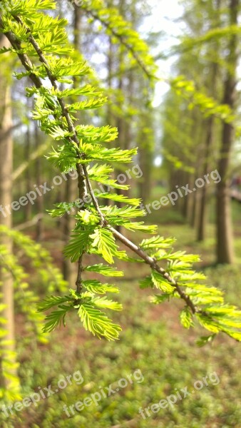 The Leaves Bud Spring Forest Free Photos