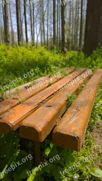 Forest Wooden Stool Grassland Free Photos