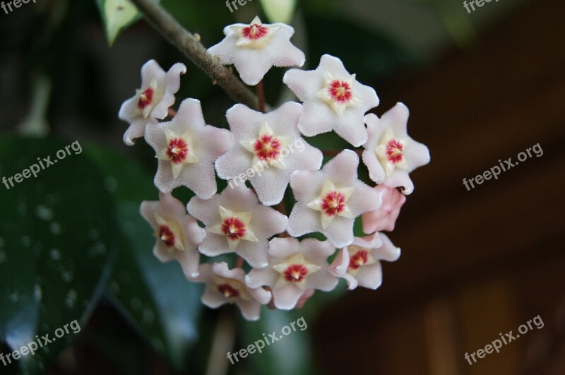 Hoya Flower Houseplant Hoji Flower Hoya Carnosa