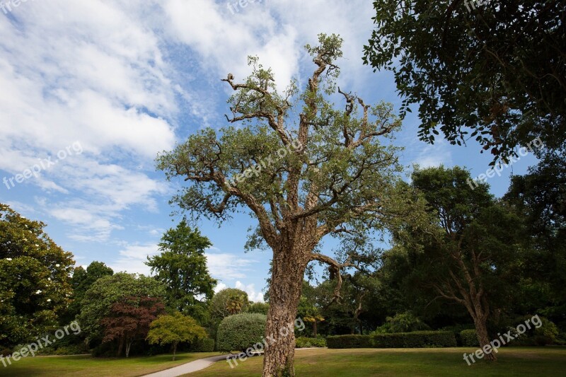 Cork Oak Quercus Suber Evergreen Broadleaf Park Trees