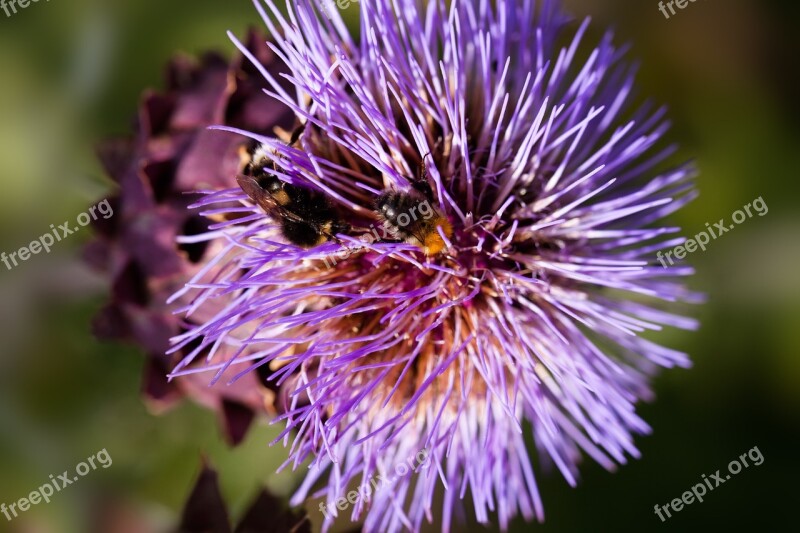 Artichoke Blossom Bloom Cynara Cardunculus Thistle-like