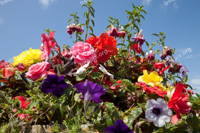 Flowers Flowerpot Summer Flowers Colorful Lush