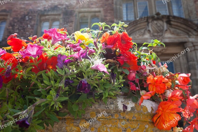 Flowers Flowerpot Summer Flowers Colorful Lush