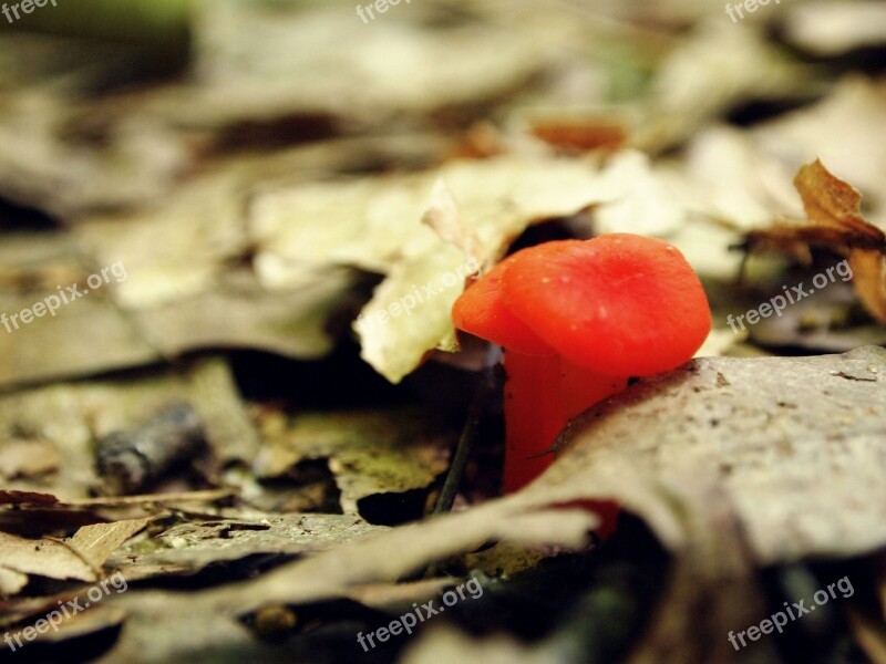 Mushroom Orange Little Tiny Growth