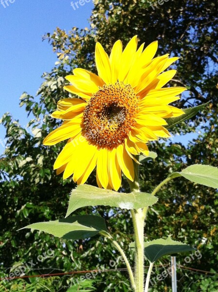 Sunflower Yellow Nature Flower Summer