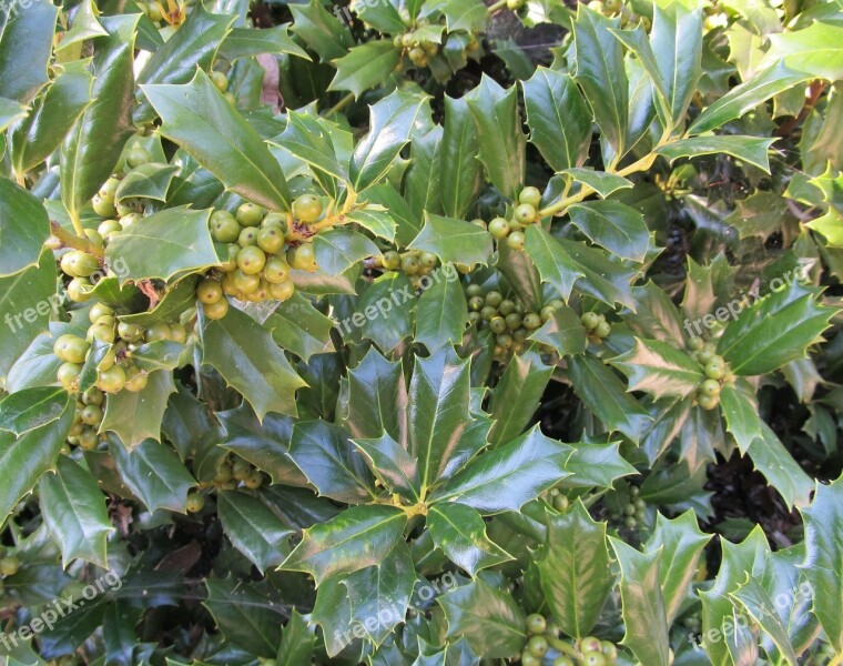 Berries Holly Plant Season Leaves