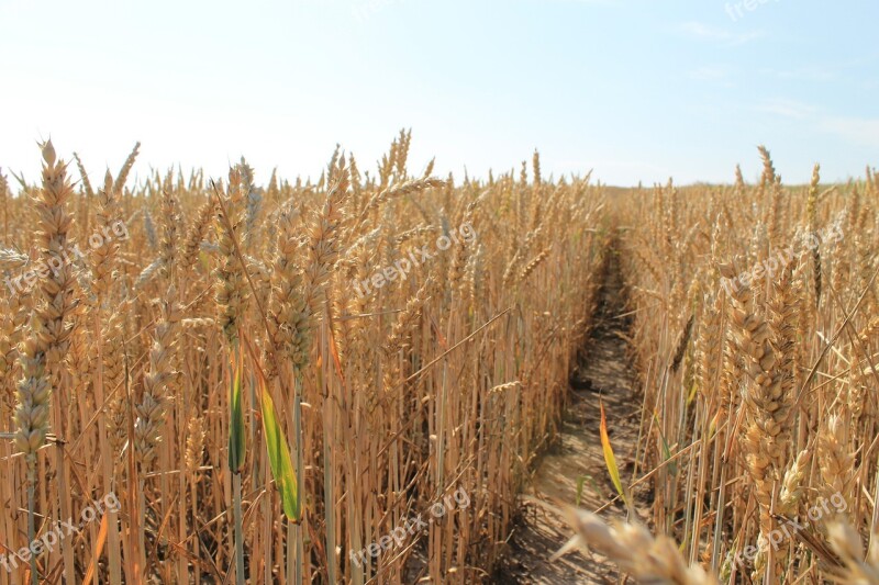 Corn Harvest Grains Field Kłos