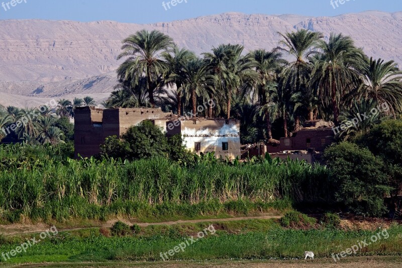 House Egypt Palm Trees Crops Sand