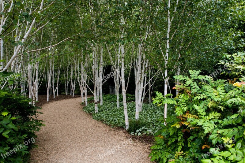 Birch Trees White Barked Grouped