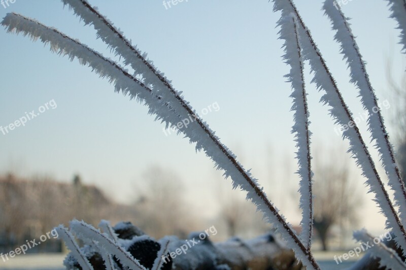 Blades Of Grass Iced Winter Snow Wintry