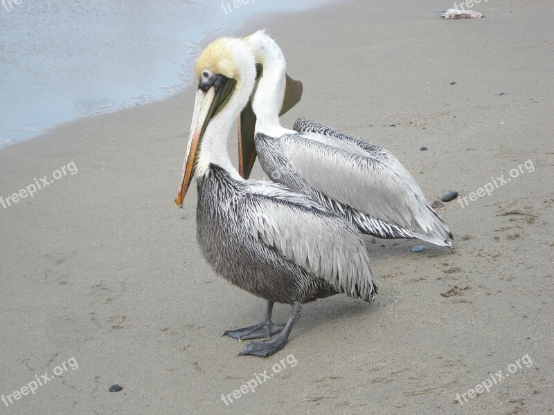 Birds Sea Sand Nature Ave