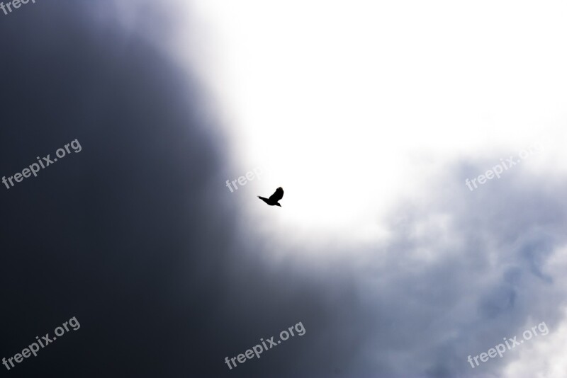 Bird Flying Sky Clouds Nature