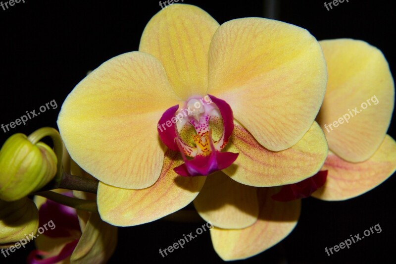 Orchidea Yellow Flower Flowers Beauty