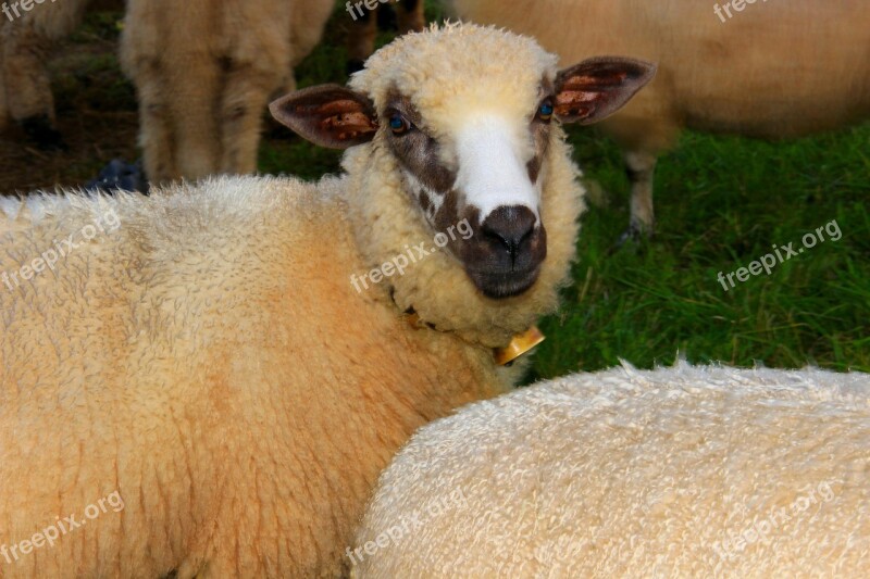 Sheep Herd Pen Little Sheep Free Photos