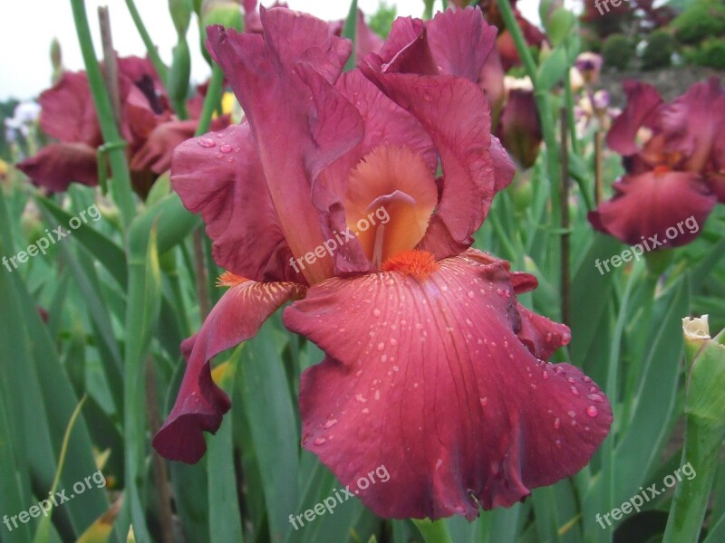 Flowers Iris German Iris Free Photos