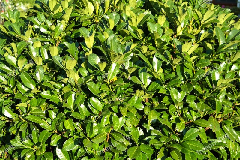 Book Hedge Plant Leaves Green