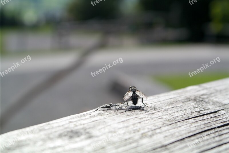 Fly Wood Wooden Beams Free Photos