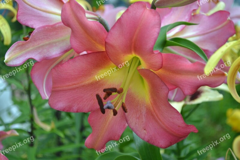 Lily Flower Leaves Stamens Pink